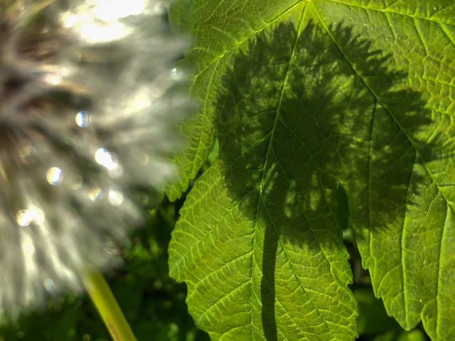 Shadow Dandelion 