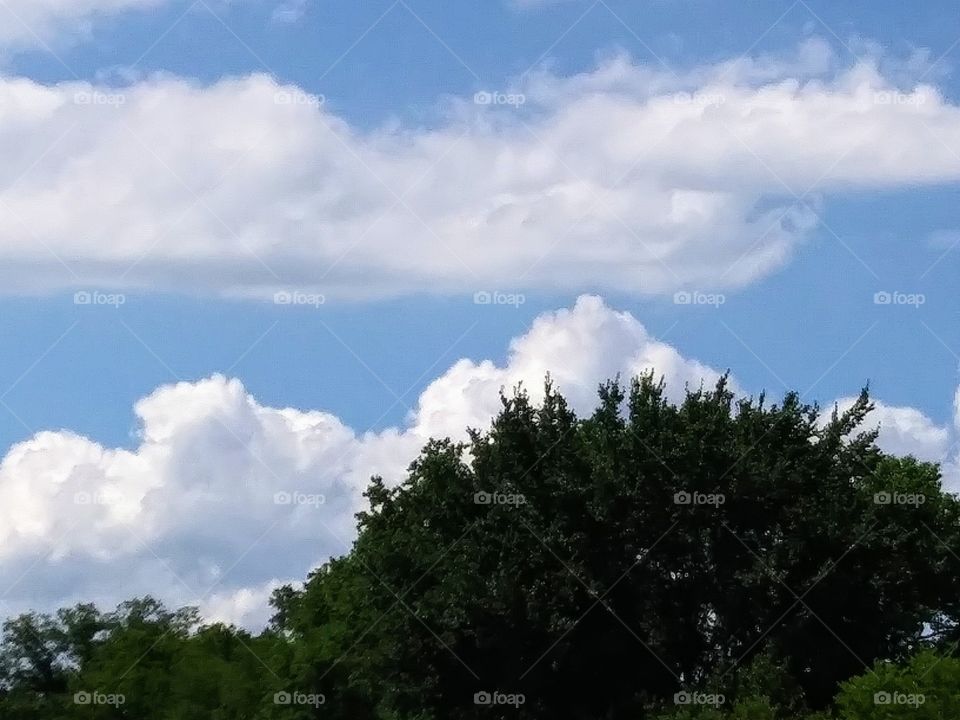 clouds in a blue sky over treetops