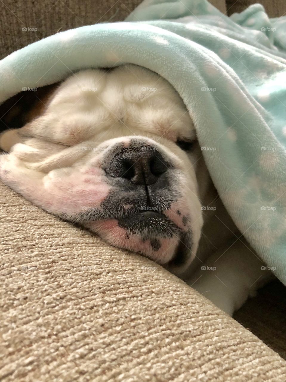 English bulldog hiding under blankets sleeping one eye opened 