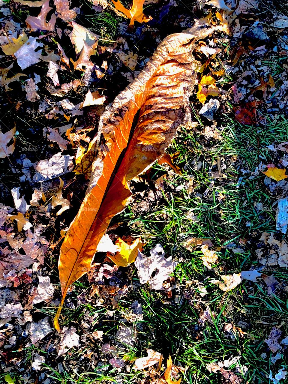 Withered Leaf