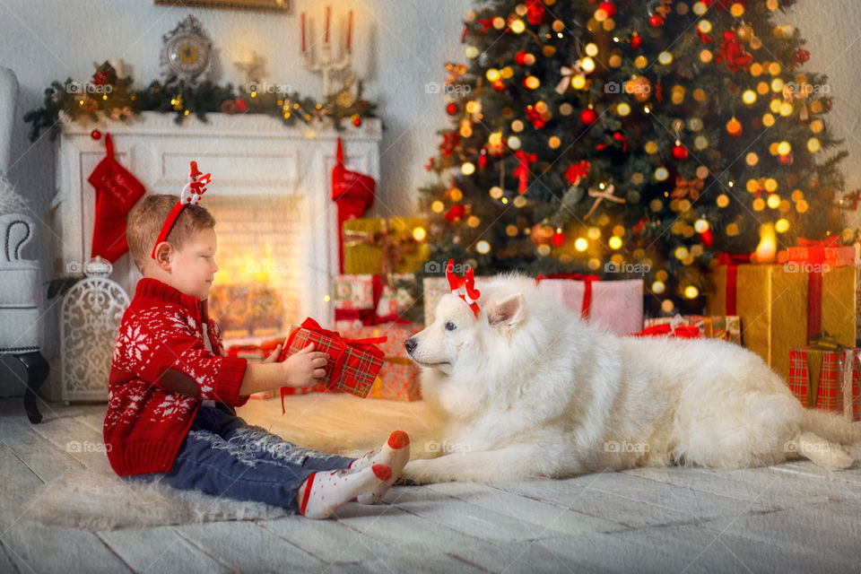 Little boy with Samoyed dog at Christmas Eve 