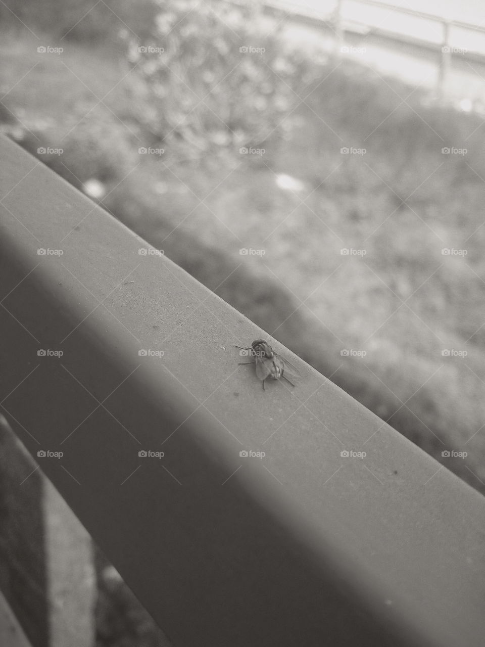 beautiful bugs daily life