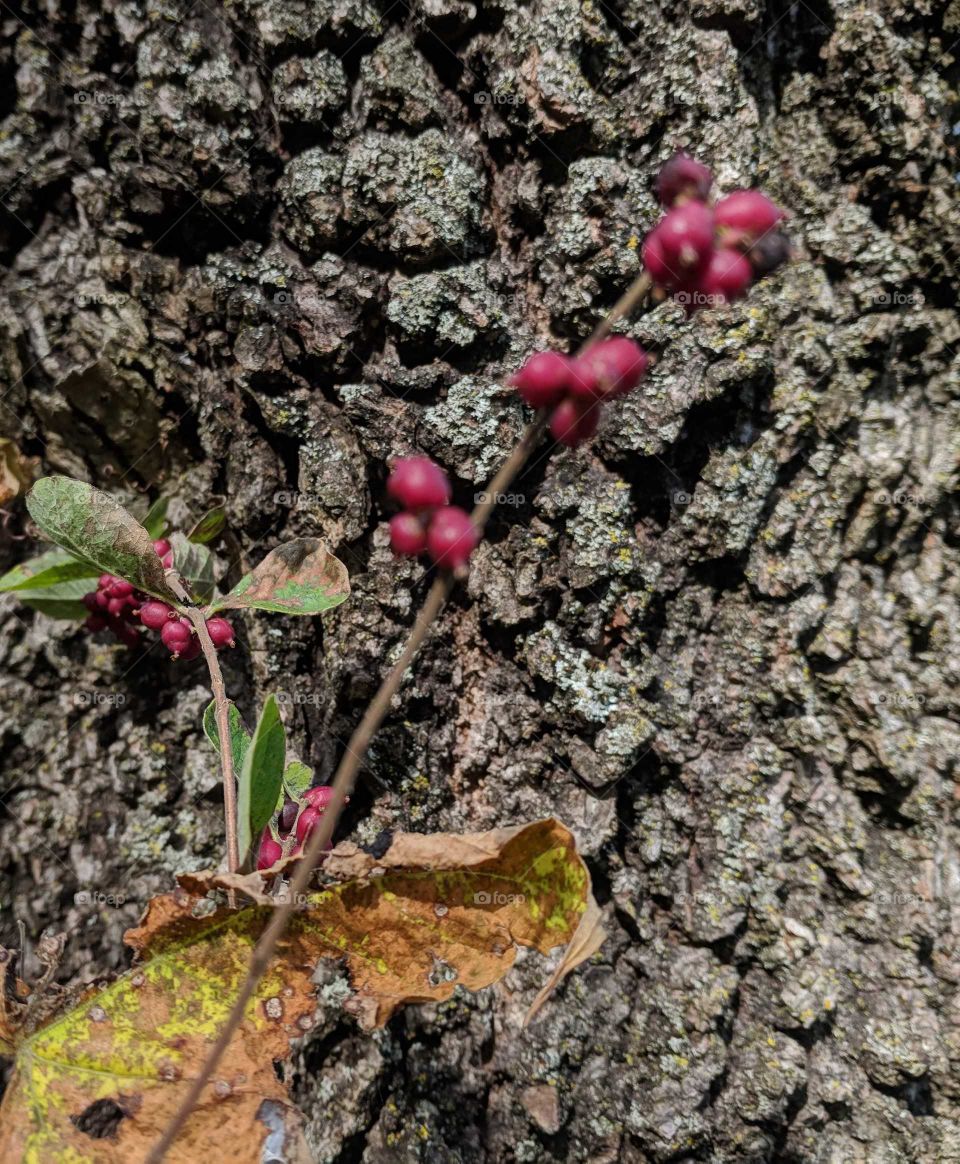 berries