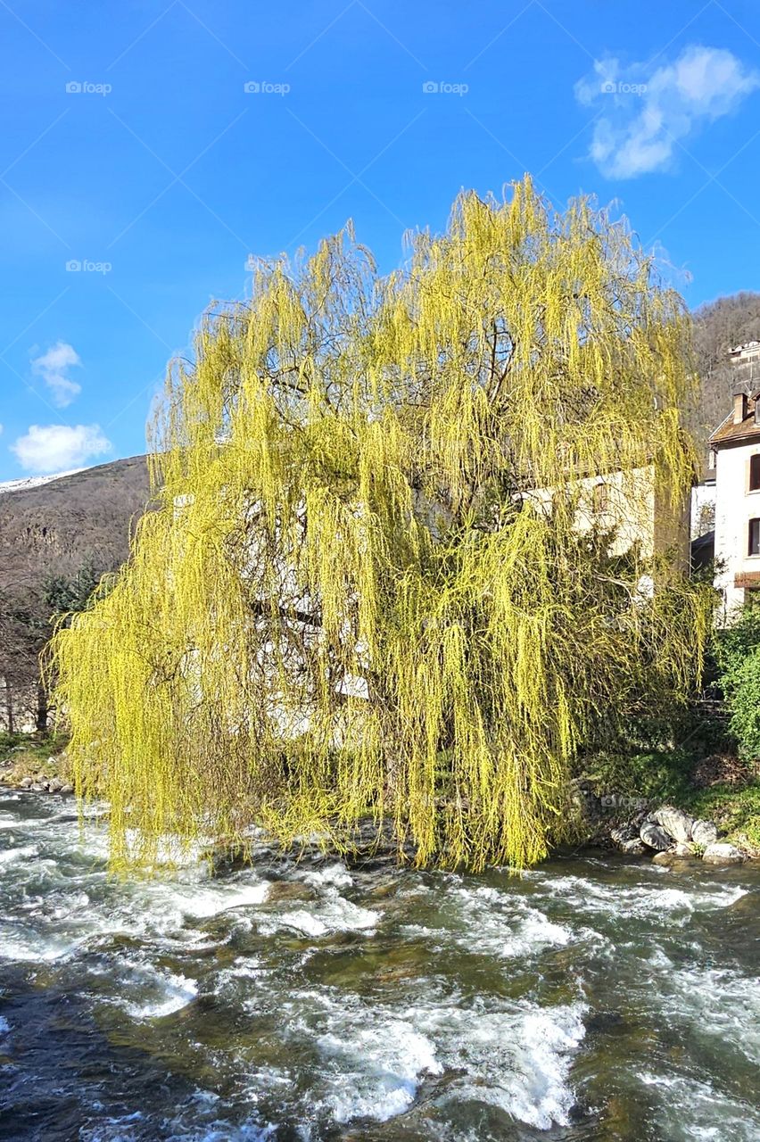 saule au bord de l'Ariege