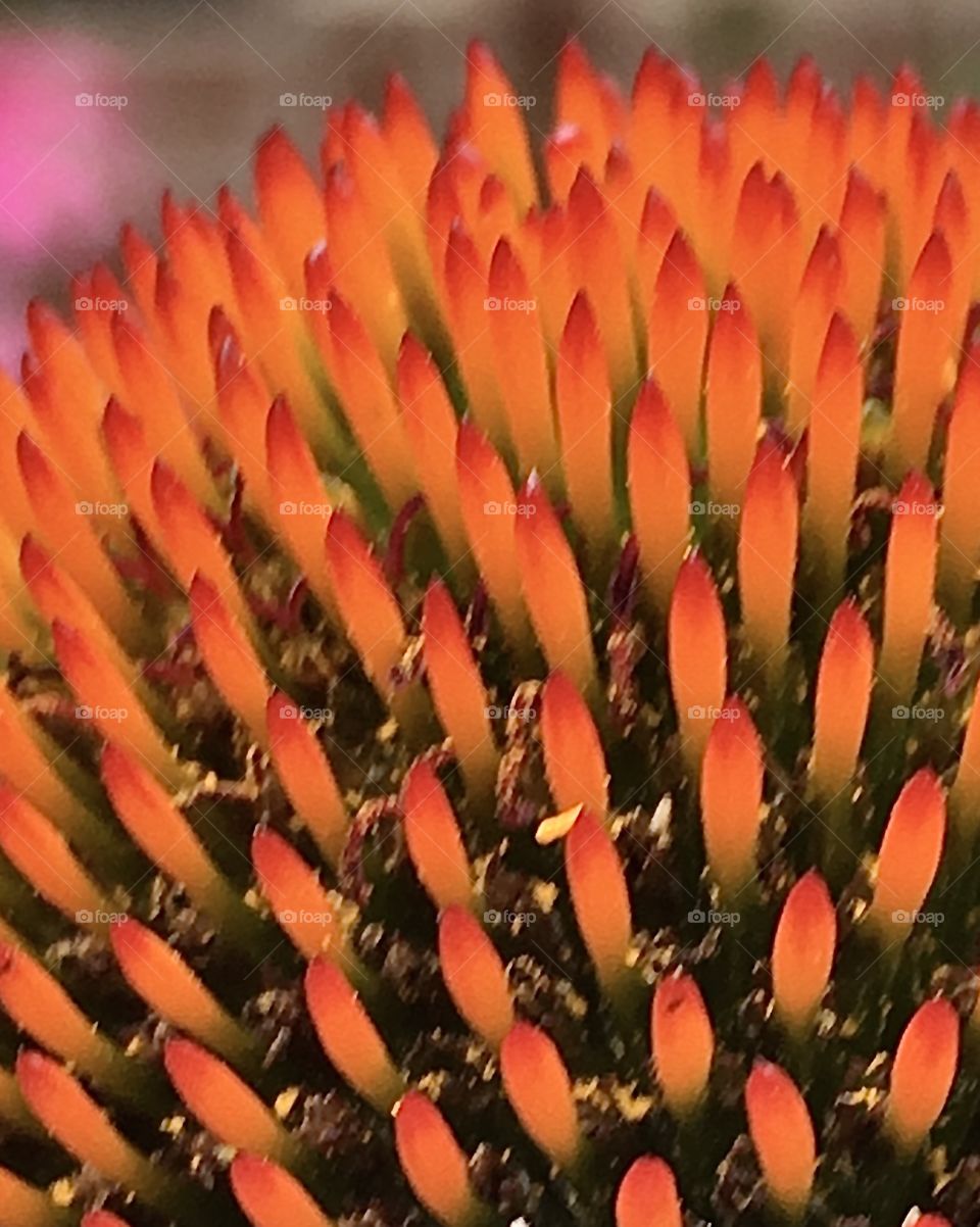 Coneflower closeup 