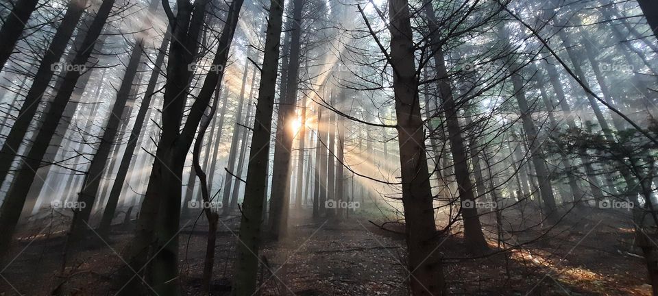 Morning in the forest