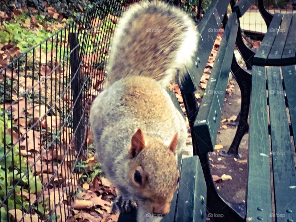 Central Park Squirrel