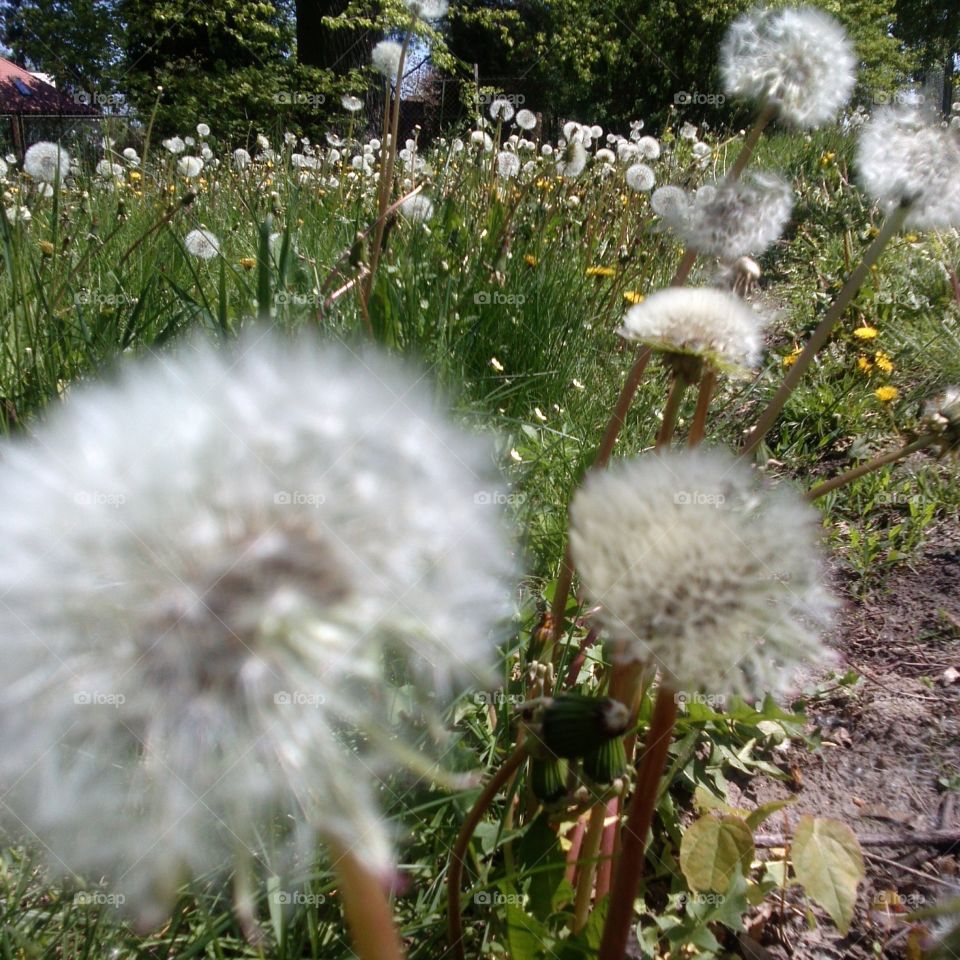 Dandelion field