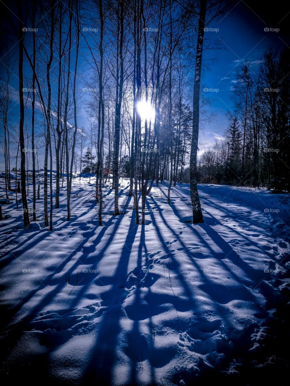 A beautiful winterday in the forest. The sunlight Shine trough the trees and makes magical shadows in the snow .