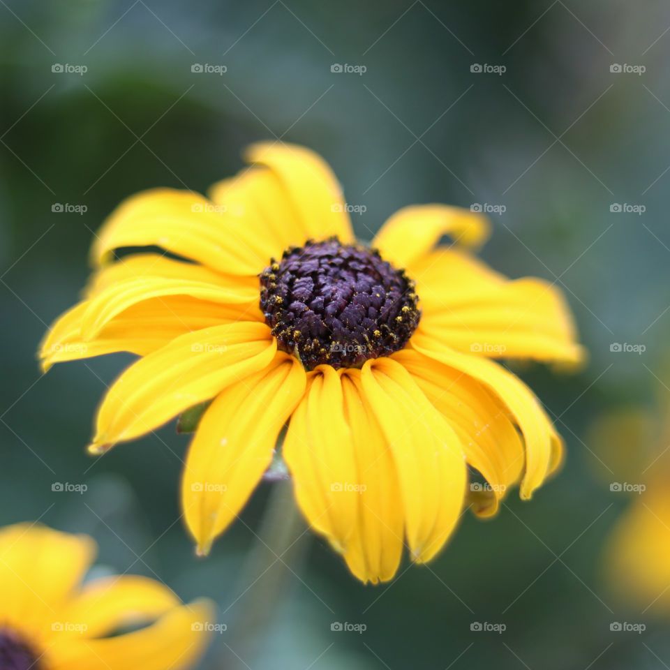 A yellow sunflower with green background.