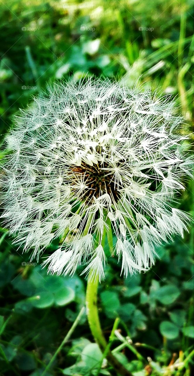 Flowers in the garden..dandelion..