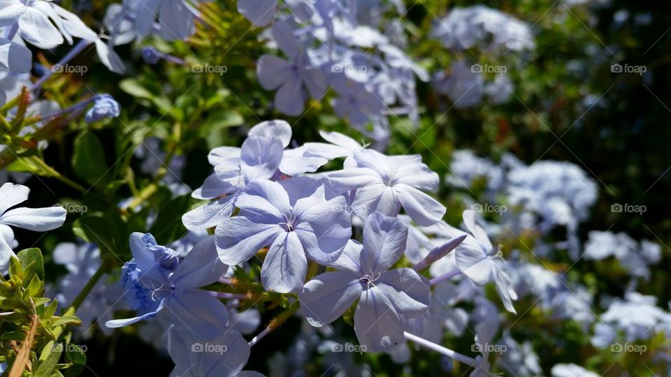 flowers of summer