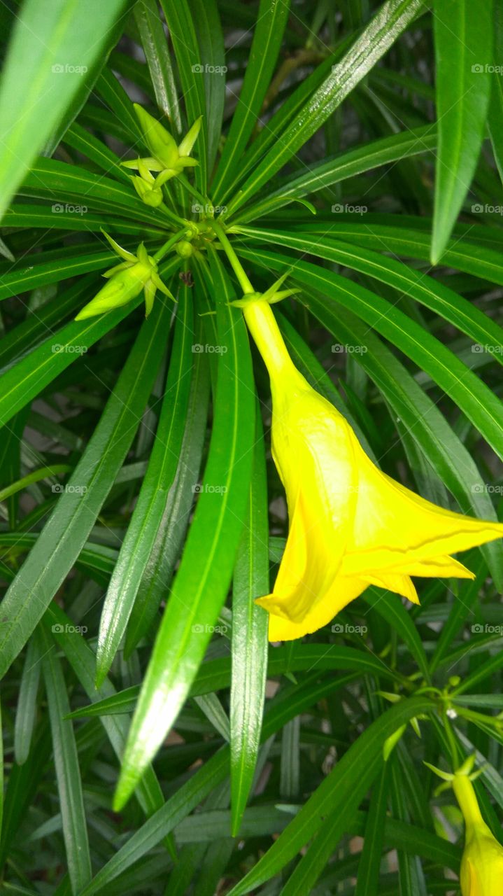 many sheeps are eating grass