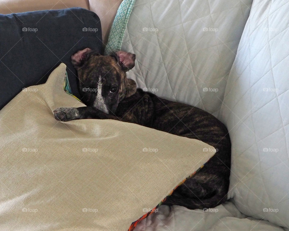 Brindle puppy with guilty eyes 