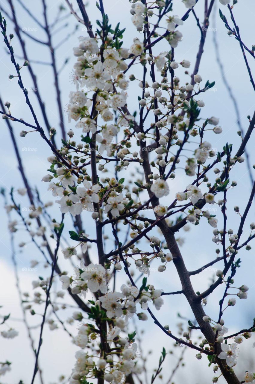 blooming tree spring