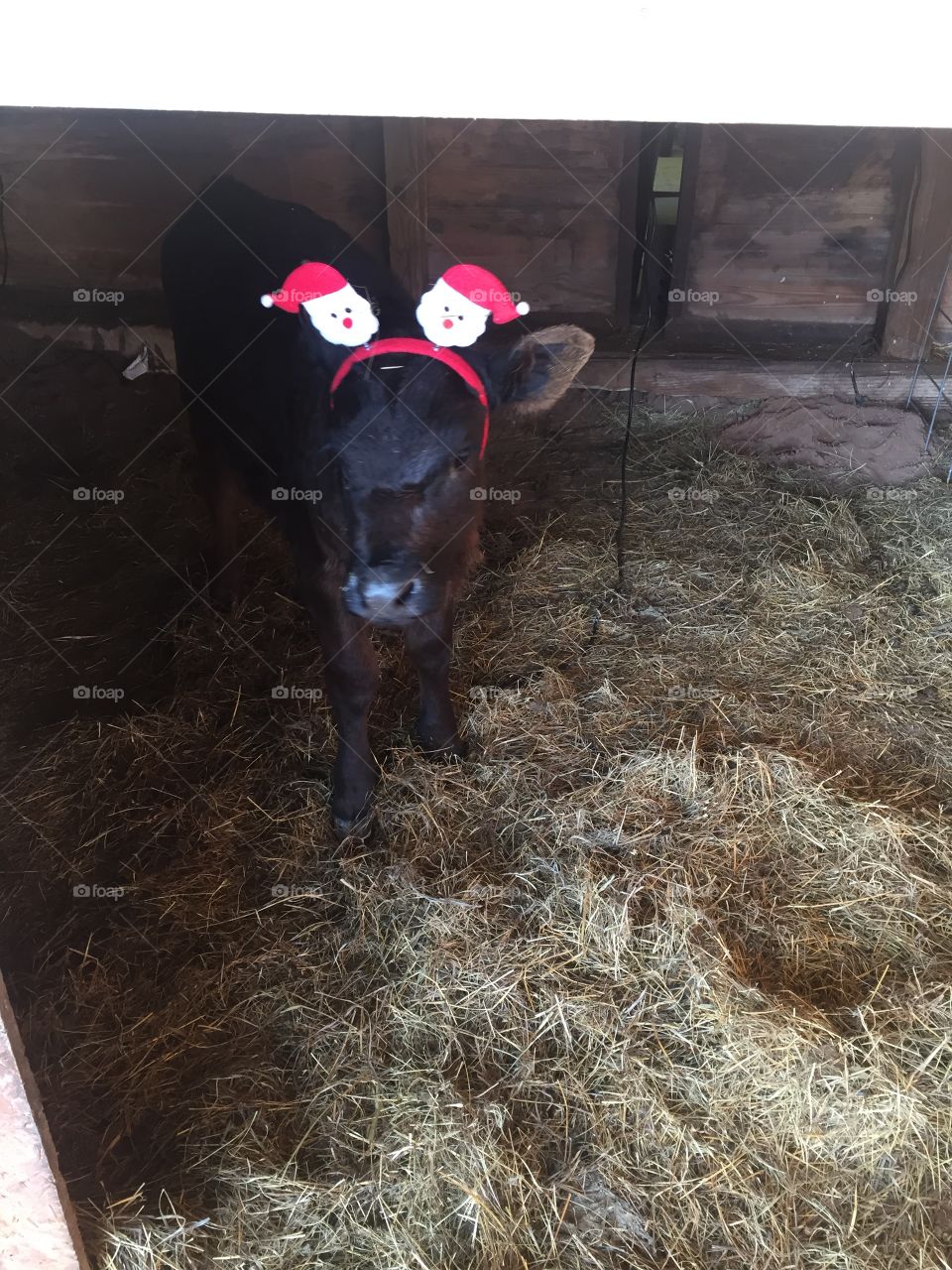 Calf Christmas 