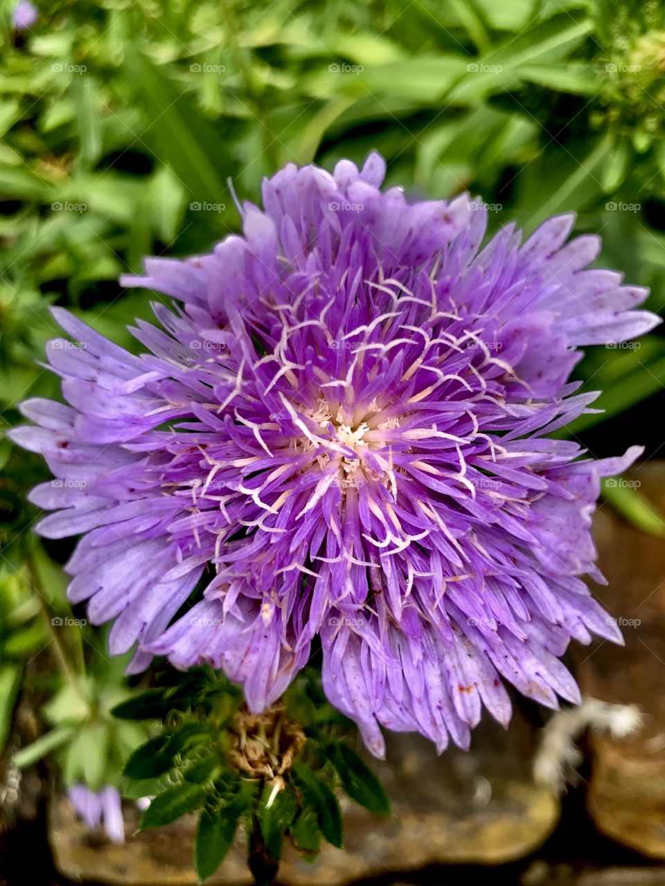 Closeup purple flower