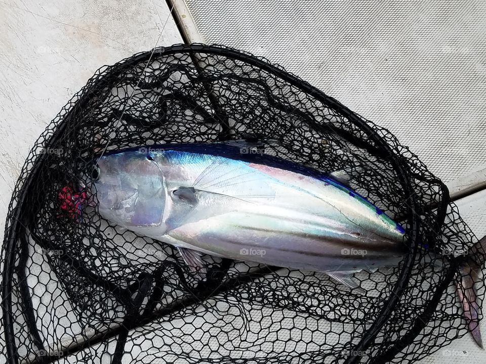 Skipjack tuna