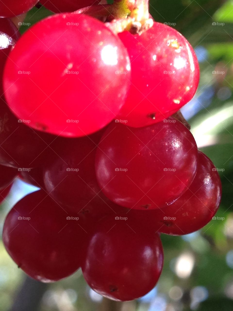 Red berries