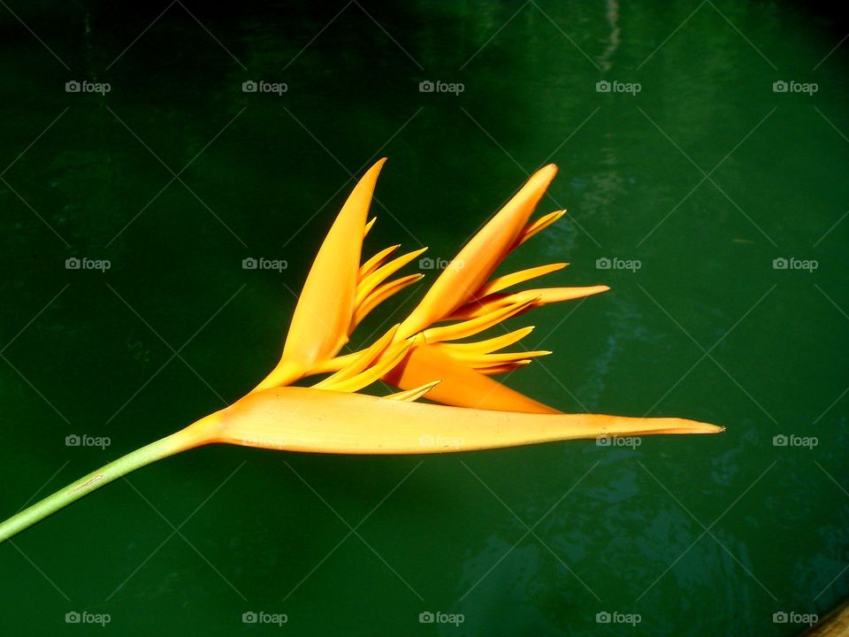 bird of paradise