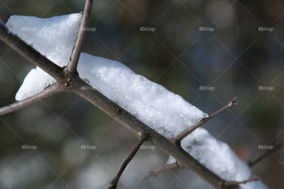 Snow carefully balances along the spine of a small twig after a storm giving way to a pristine image of winter.