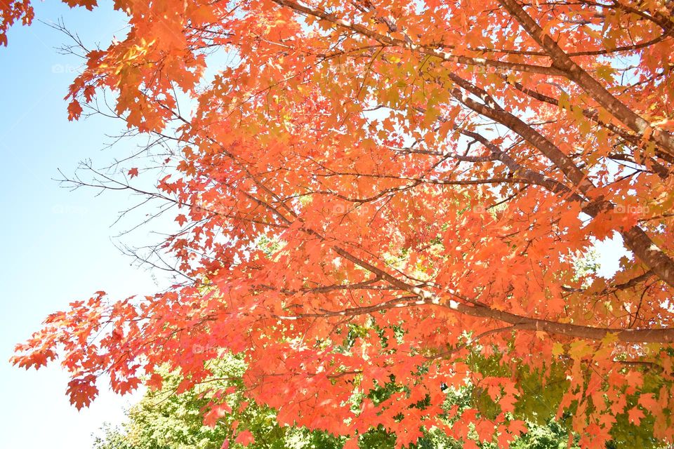 Vibrant leaves signal fall