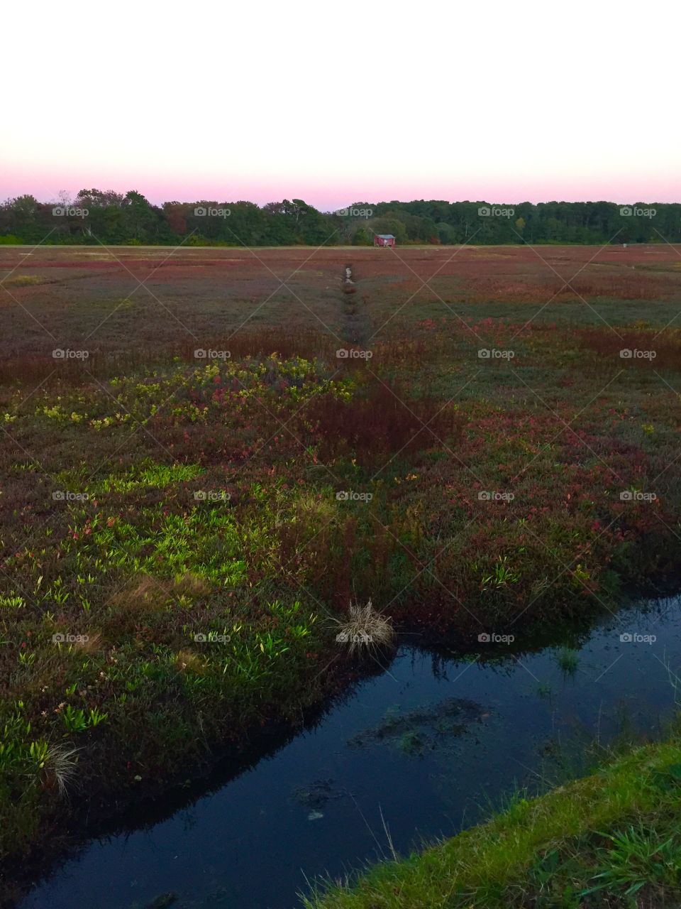 Cranberry bog at sunset 