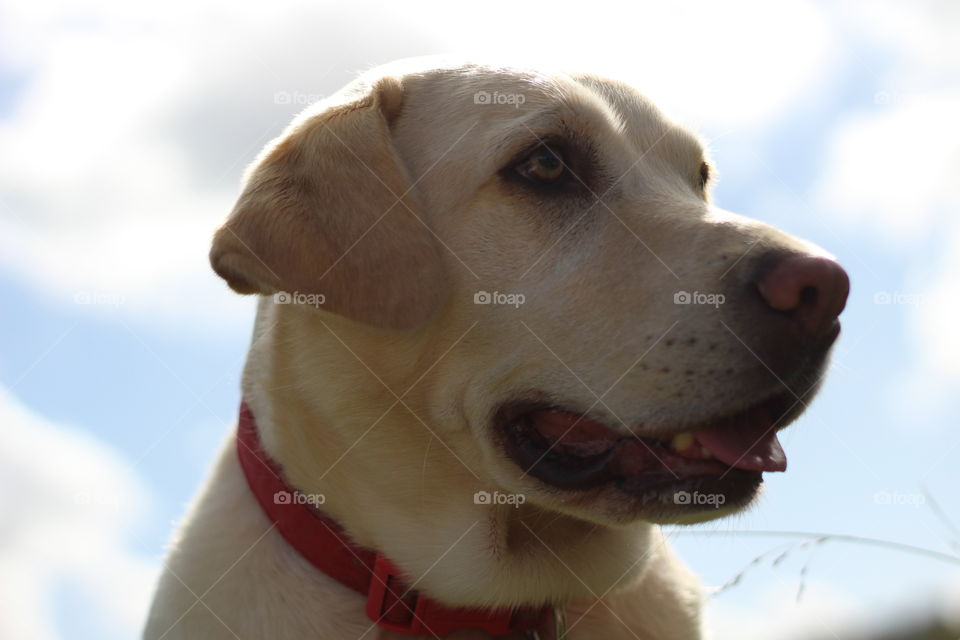 Close-up of a white dog looking away