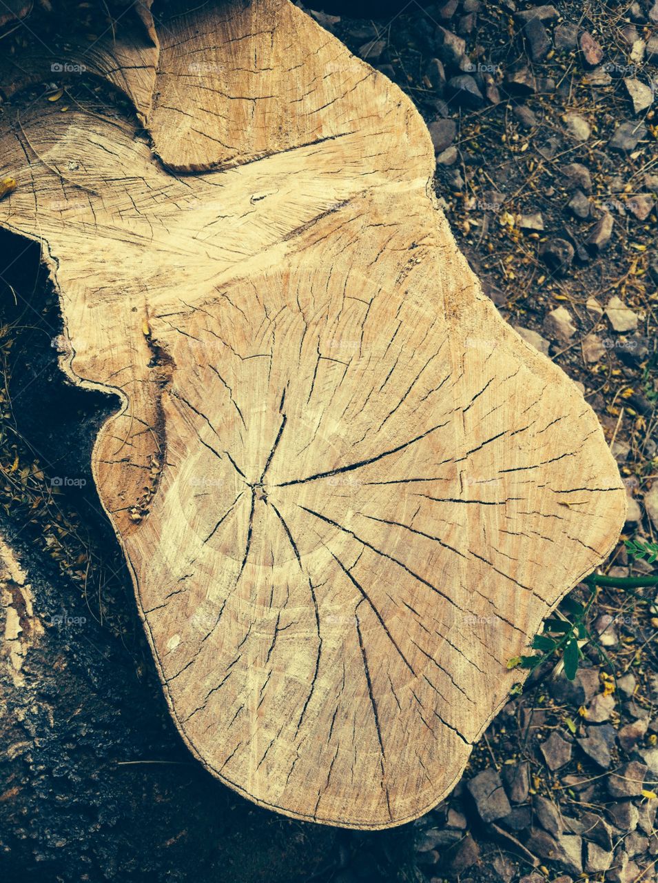 Tree stump