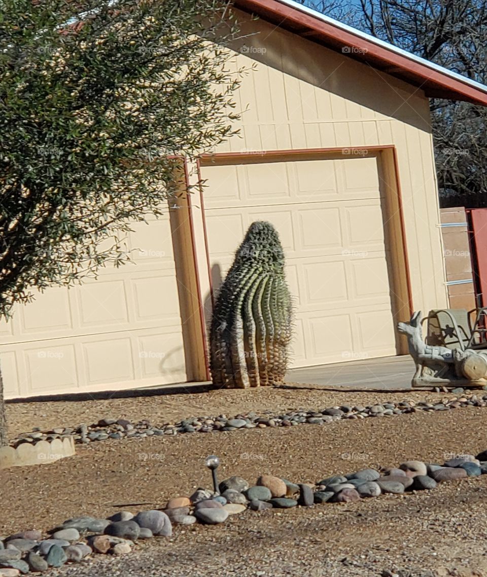 caught then talking,  cactus and donkey planter