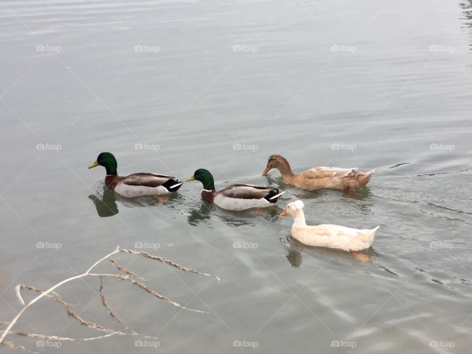 Ducks