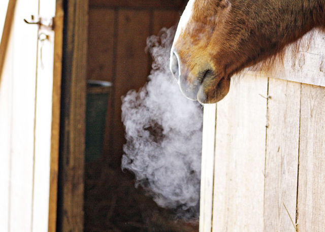 Horse in barn stable