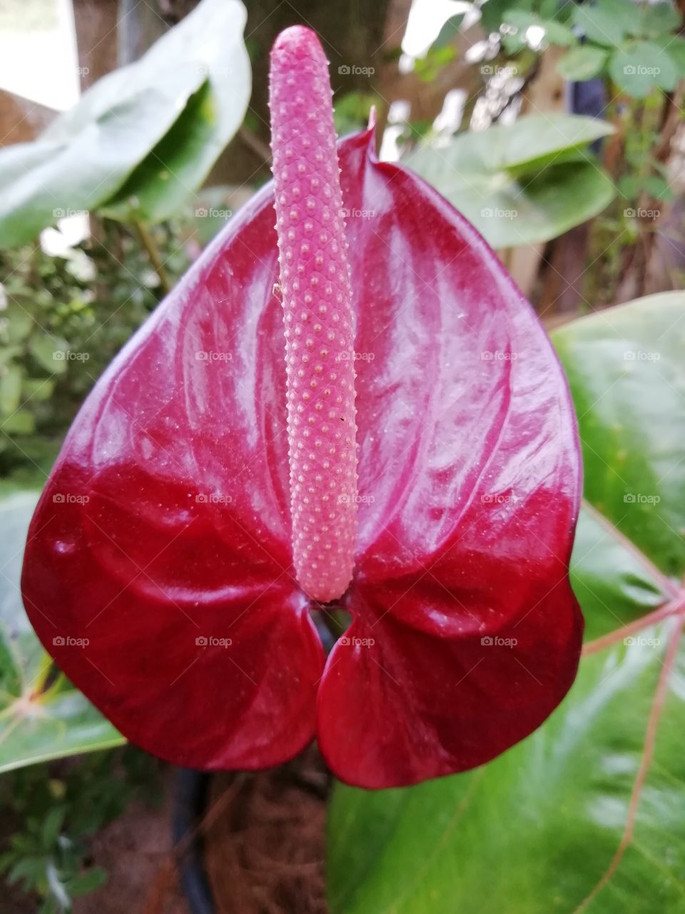 #anthuriyan flower in srilanka