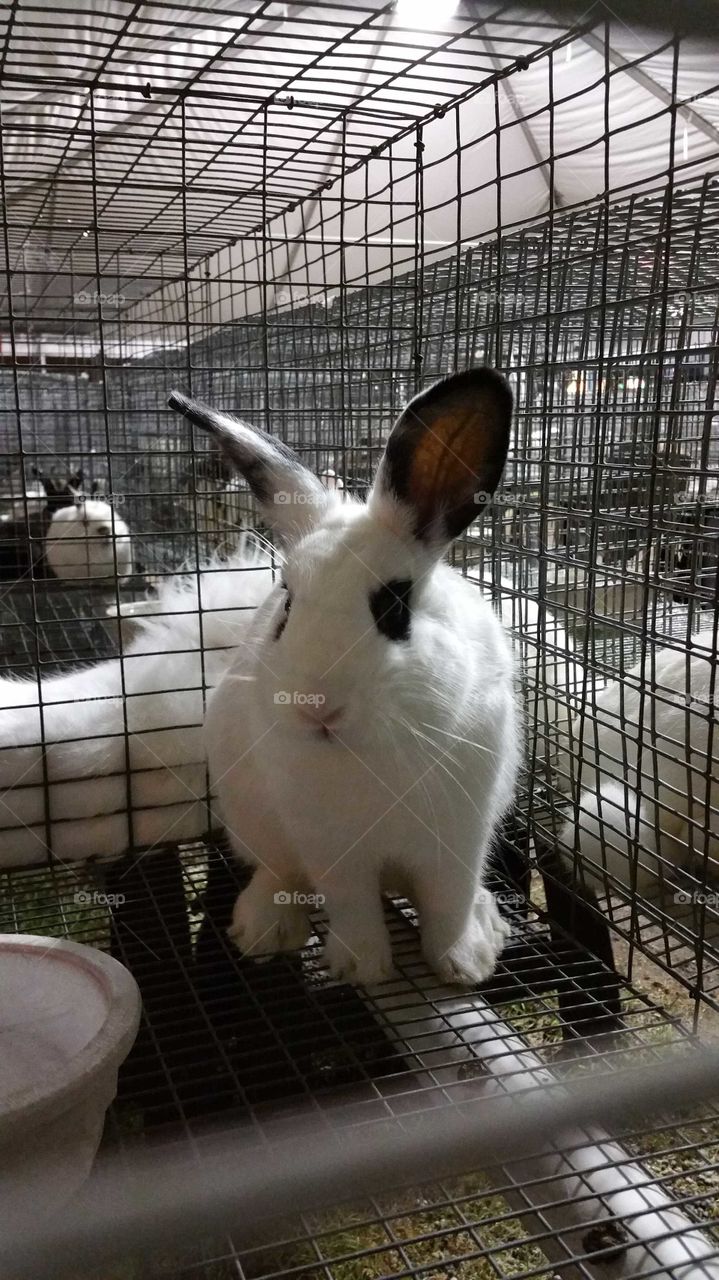 Rabbit in Cage at Carnival