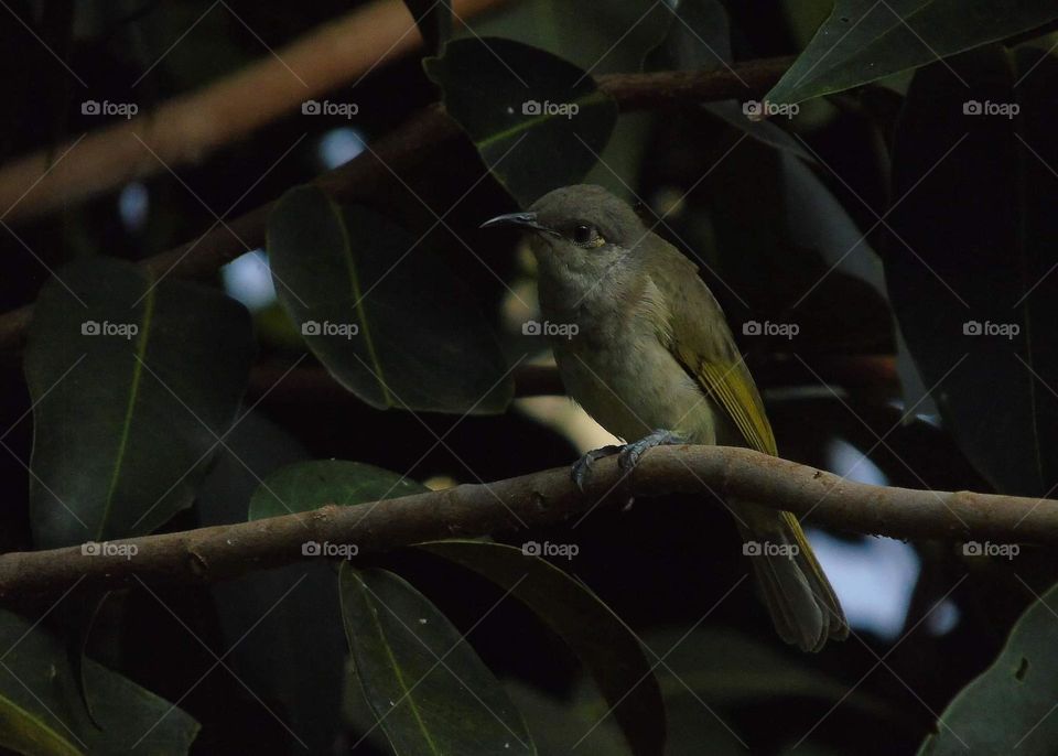 Indonesian honey eater. Large size of honeybird. Incommon species. The bird's not really rare into popullation, but there's still hard to meet as a reason of seasonable time & the number into the wild.