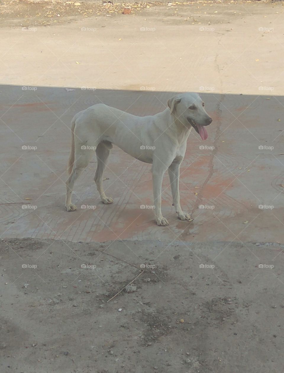 White Dogi