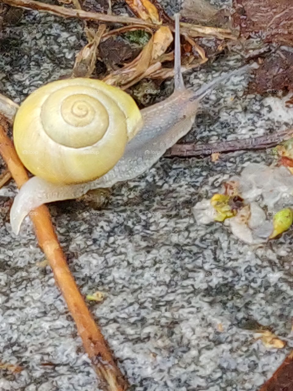 snail