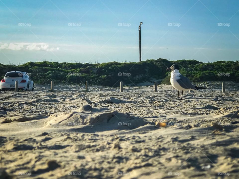 Sea gull at the beach