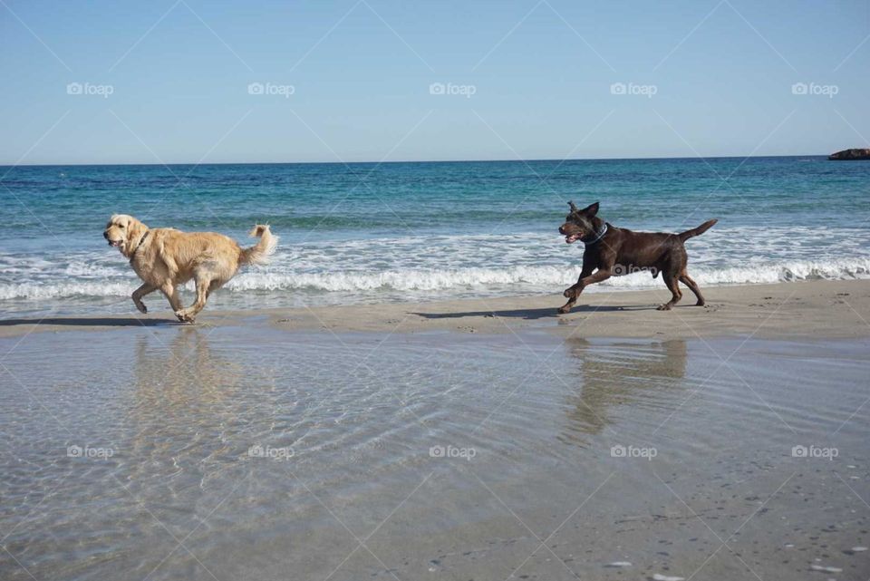 Summer#labradors#dogs#beach#sea