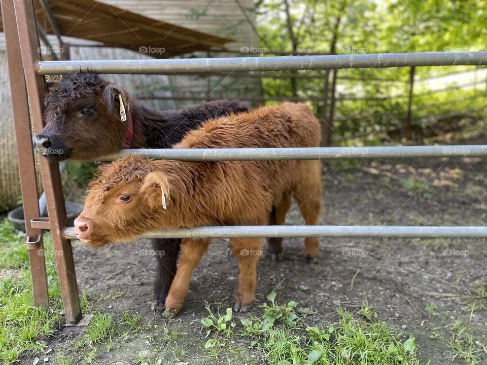 Highland cow calf’s feeding time, excited for feeding time at the farm 