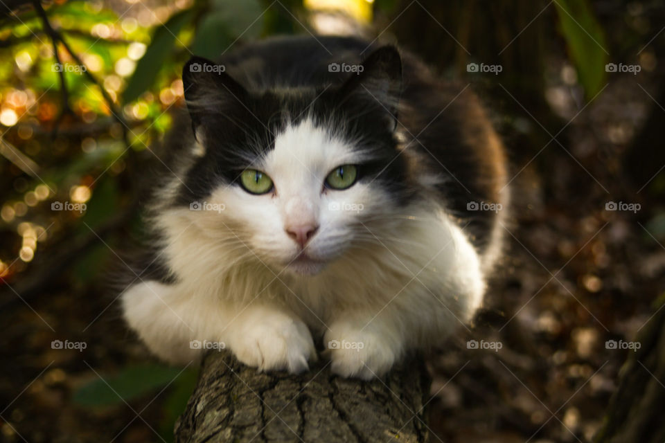 cat in the woods (close up)