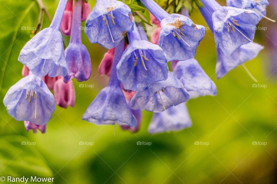 Blue bells