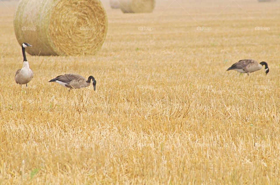 field fall autumn season by campbellrobertson