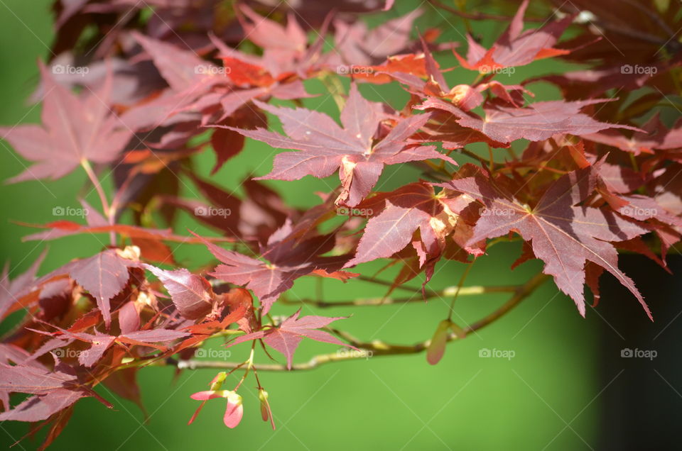 red maple leaf
