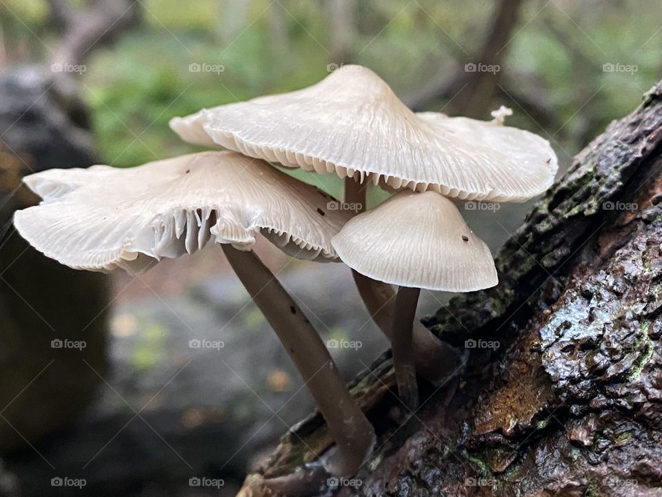 Toadstools in a group together 
