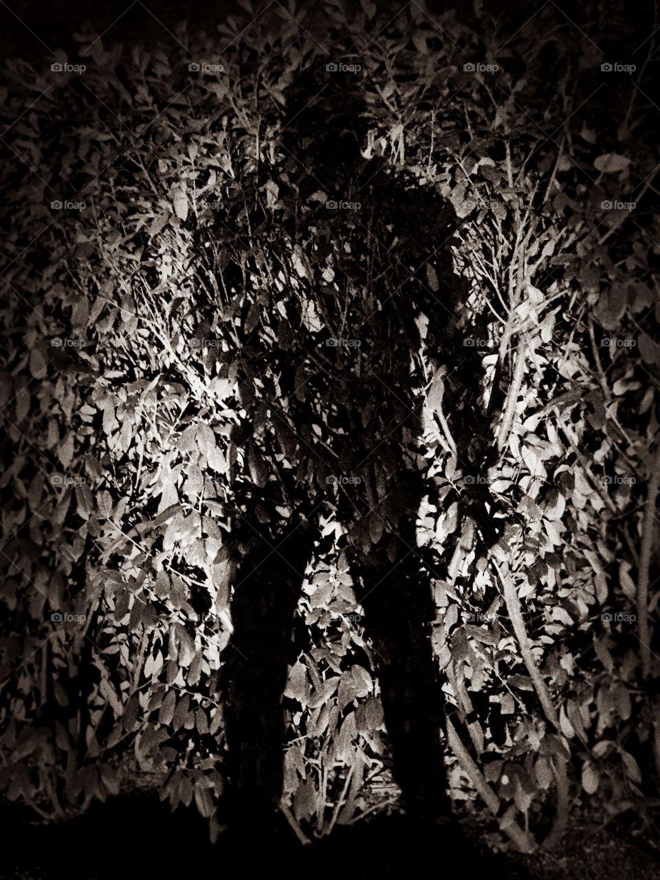 Black and white shadow 