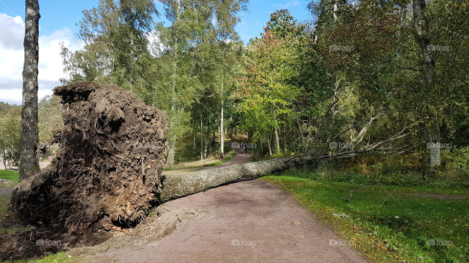Fallen tree after storm , nedfallna träd efter storm 