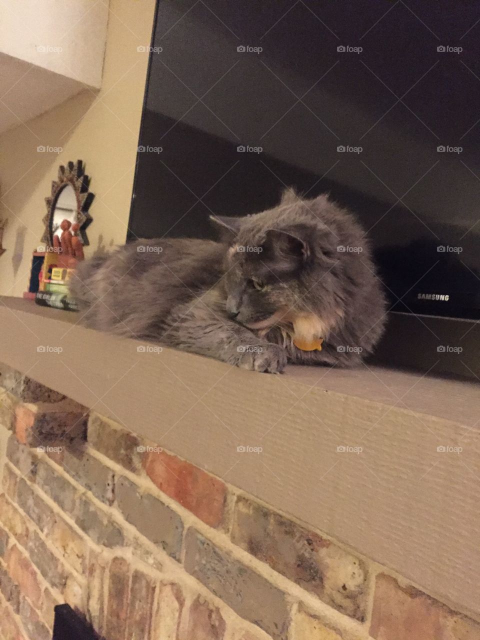 Cat, Mammal, Pet, Portrait, Animal