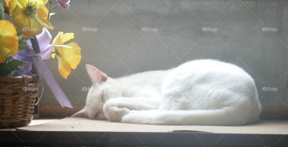 cat sleeping with flowers