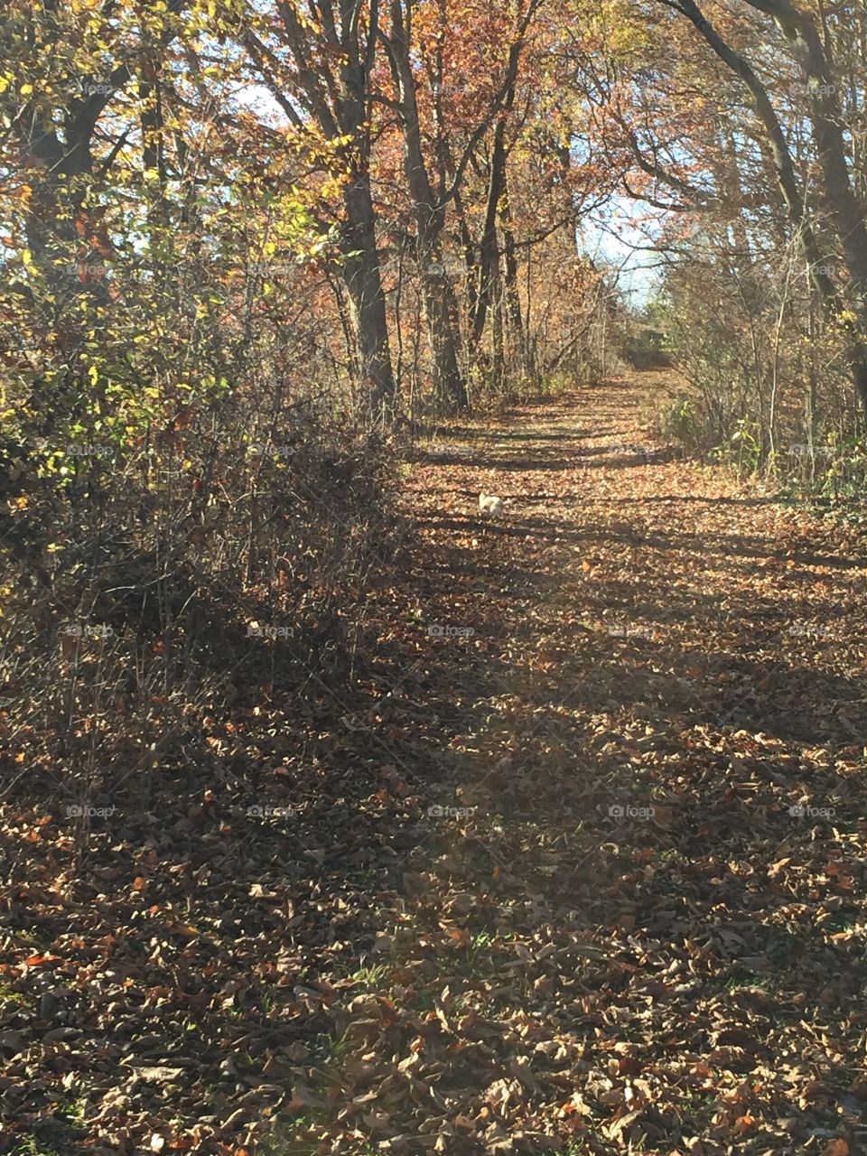 A Quiet Path